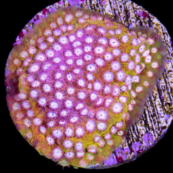 Strawberry Lemonade Cyphastrea Coral