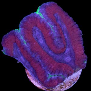 Multicolor Lobophyllia Coral