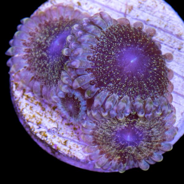 Solar Circus Zoanthid Coral