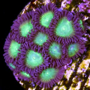 Emerald on Fire Zoanthid Coral