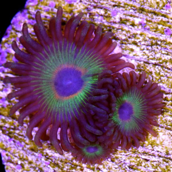 Bob Marley Zoanthids