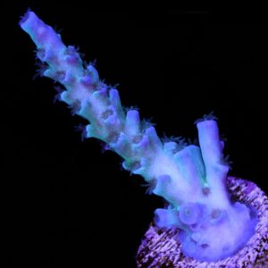 Vivid's Ice Fire Tenuis Acropora Coral