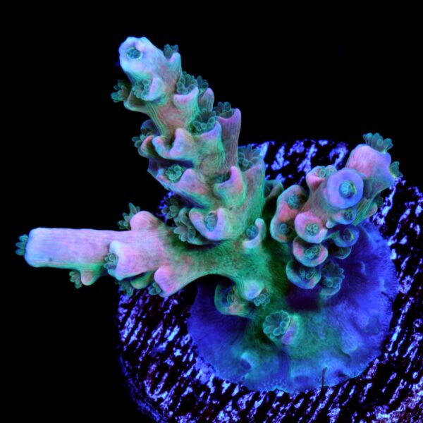 Vivid's Insanity Tenuis Acropora - Multi-branch