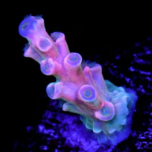 Vivid's Insanity Acropora Coral
