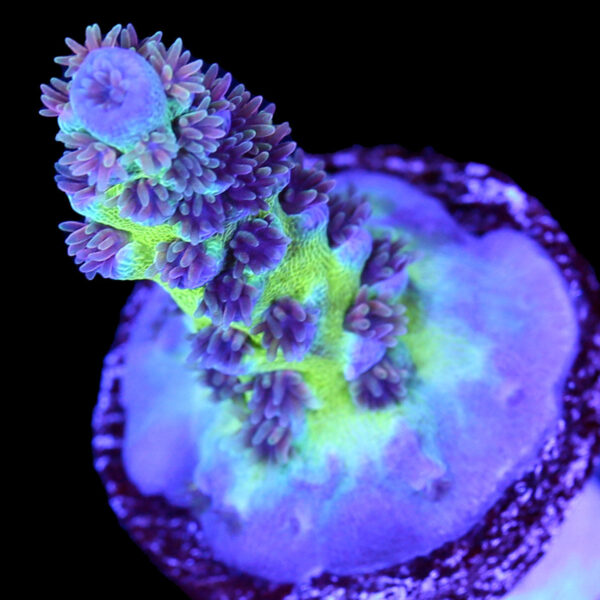 JF Jolt Acropora Tenuis - 1st Release