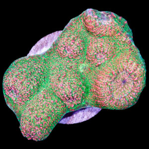 Sharkbite Echinophyllia Coral