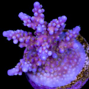 Merlins Wizard Acropora Coral