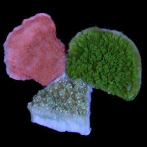 Montipora Capricornus Coral Package