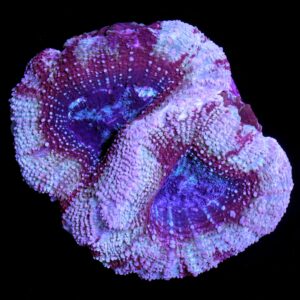 Mystic Rose Acan Bowerbanki Coral