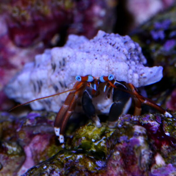 Assorted Reef Hermit Crabs