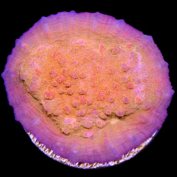 Orange Dream Echinophyllia Coral
