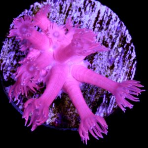 Vivid's Pink Sherbet Goniopora Coral