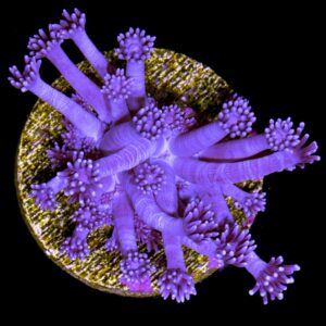 Purple Goniopora Coral