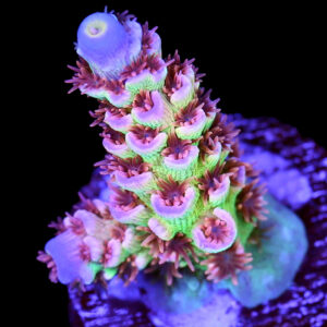 RRC Mardi Gras Acropora Coral