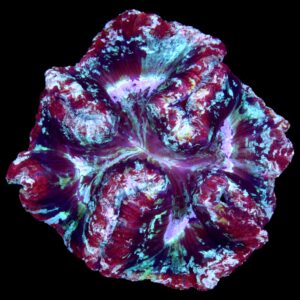 XL Rainbow Trachyphyllia Coral
