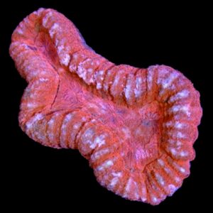 Red Lobo Brain Coral