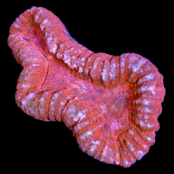 Red Lobo Brain Coral