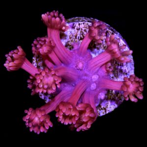 Red Goniopora Coral