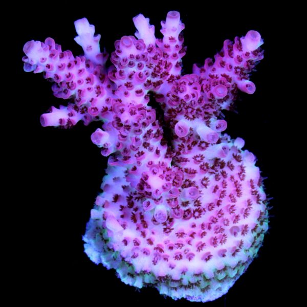 Red Planet Table Acropora