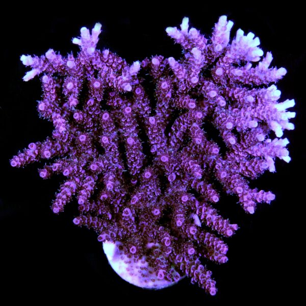 Aqua Cultured Red Table Acropora Coral Colony