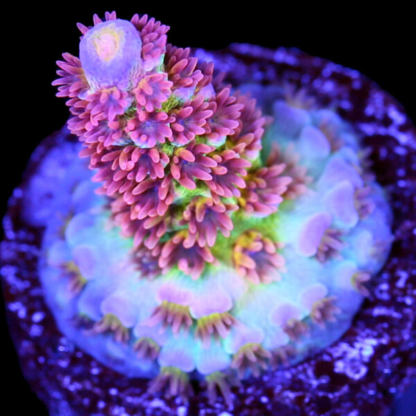 SKA Jackpot Acropora Tenuis Coral - 1st Release