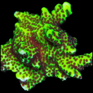 Neon Spongodes Montipora Coral