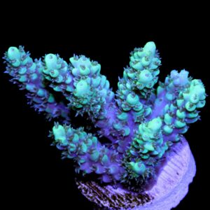 Super Fuzz Acropora Coral