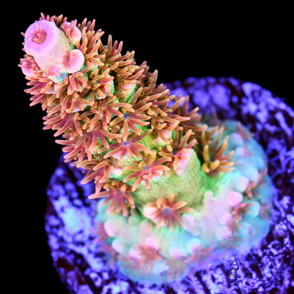 TRC Blanka Acropora Tenuis Coral