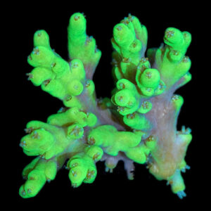 Toxic Table Acropora Coral