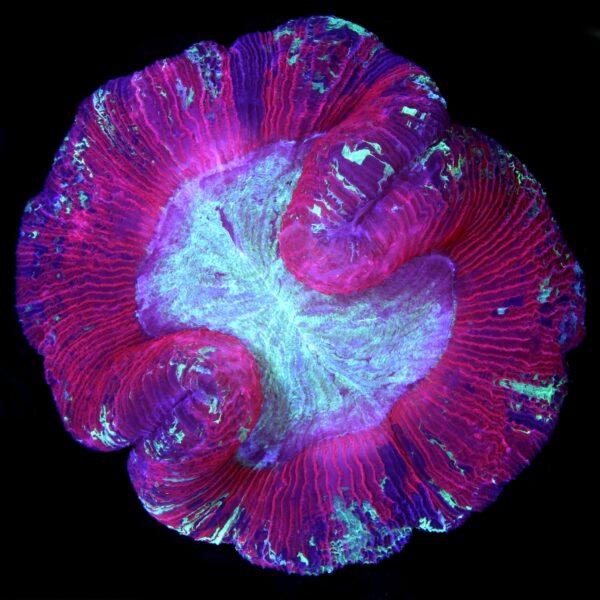 XL Ultra Trachyphyllia Coral