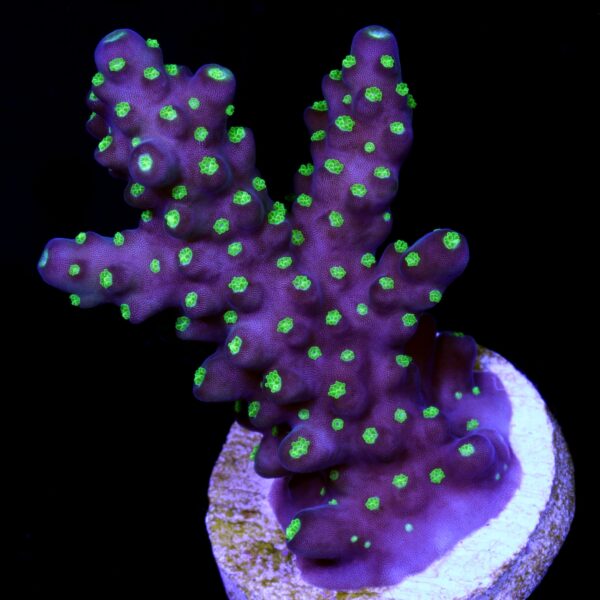 Tricolor Acropora Coral