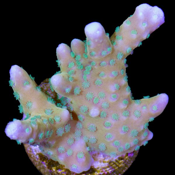 Tropicana Anacropora Coral
