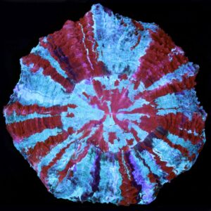 XL Ultra Acanthophyllia Coral