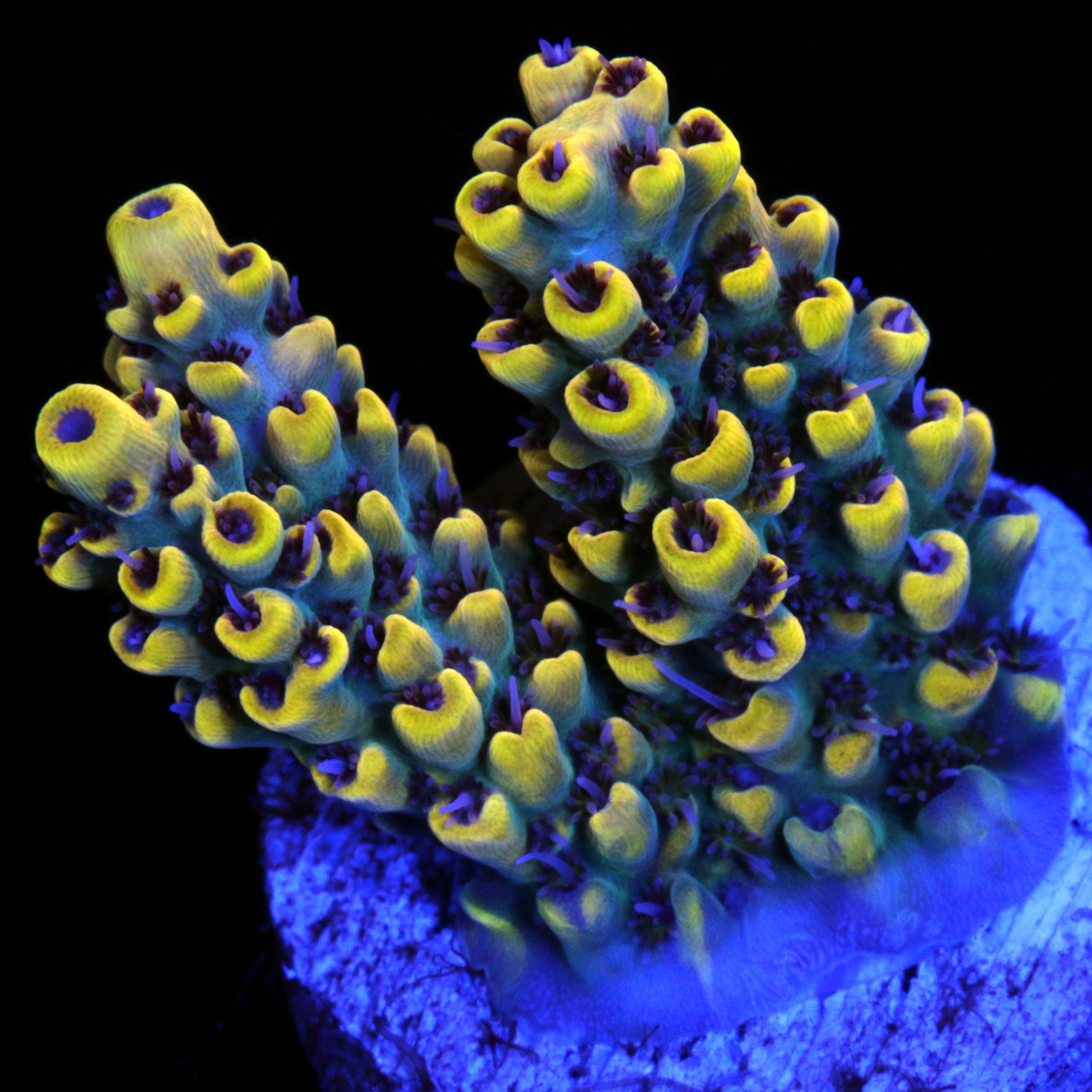 Yellow Jacket Acropora Coral