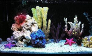Изысканный дизайн аквариума с редкими кораллами: вдохновение и идеи