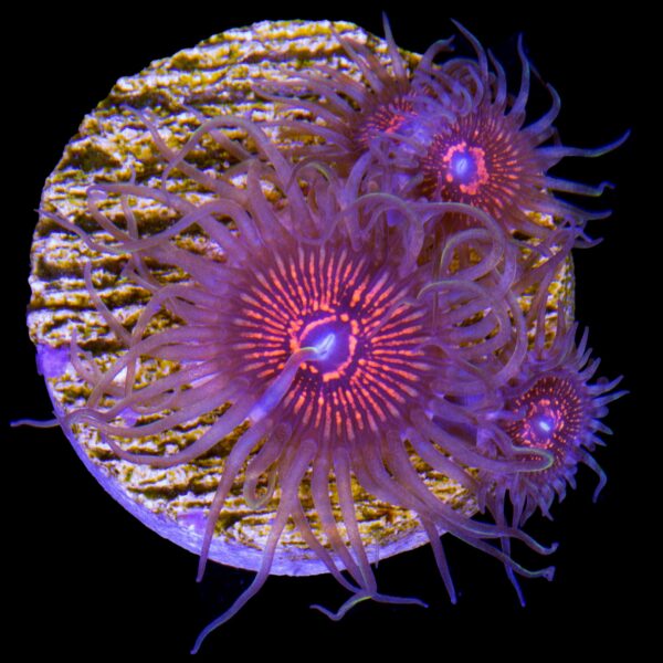 Bad Hair Day Zoanthid Coral