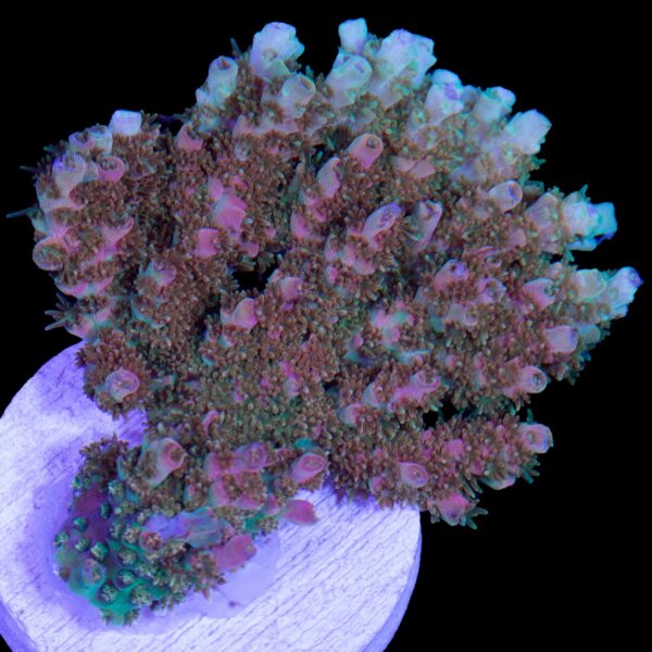Bill Murray Acropora Coral - Mini Colony