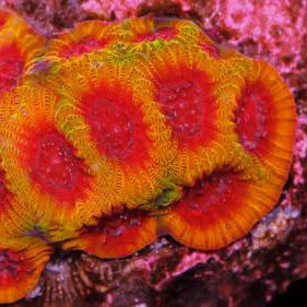 Darth Maul Favia Coral
