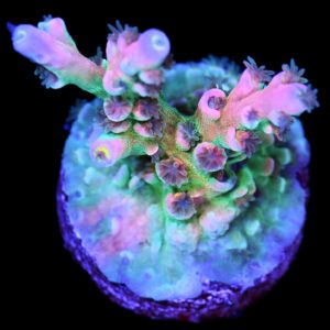 Vivid's Insanity Acropora Coral