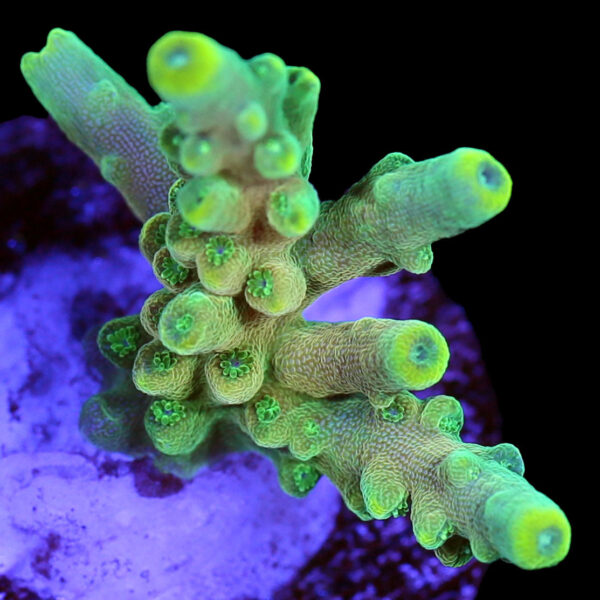 King Fiji Acropora Coral (New Release)