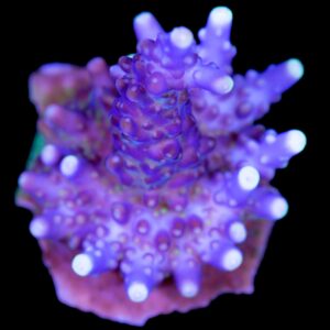 Purple Acropora Valida Coral