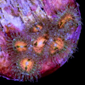 Rainbow Incinerator Zoanthid Coral