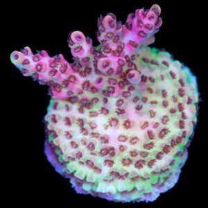 Red Planet Acropora Coral