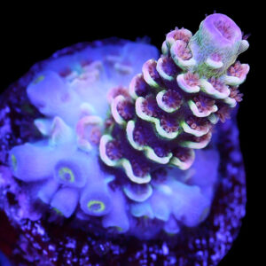 Space Candy Acropora Tenuis Coral