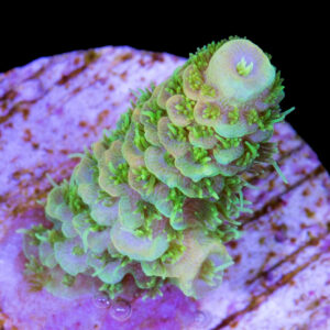 Sunrise Millepora Coral